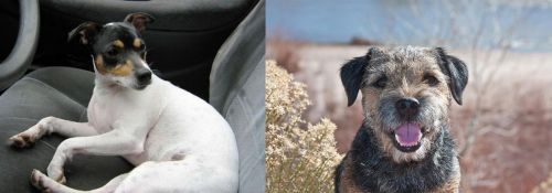 Chilean Fox Terrier vs Border Terrier