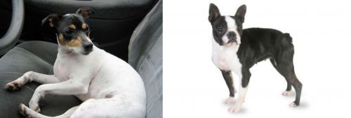 Chilean Fox Terrier vs Boston Terrier - Breed Comparison
