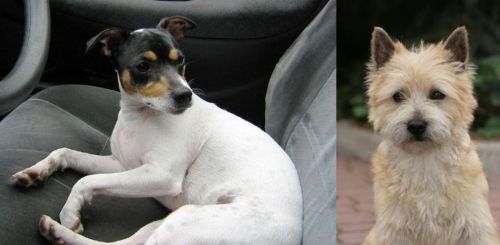 Chilean Fox Terrier vs Cairn Terrier - Breed Comparison
