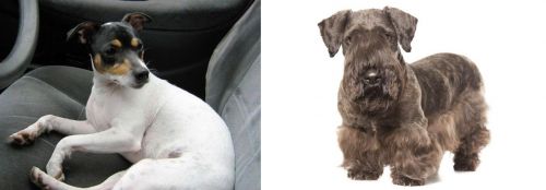 Chilean Fox Terrier vs Cesky Terrier - Breed Comparison