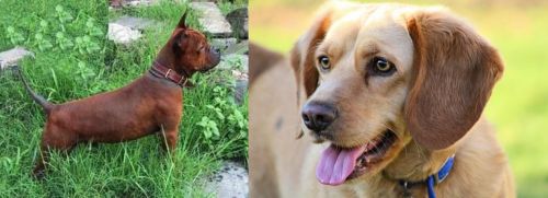 Chinese Chongqing Dog vs Beago - Breed Comparison