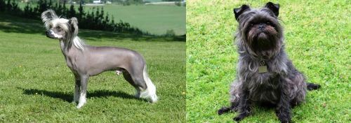 Chinese Crested Dog vs Affenpinscher - Breed Comparison