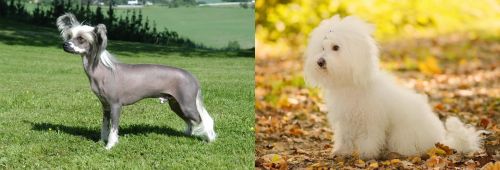 Chinese Crested Dog vs Bichon Bolognese - Breed Comparison