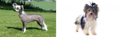 Chinese Crested Dog vs Biewer