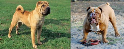 Chinese Shar Pei vs Australian Bulldog - Breed Comparison