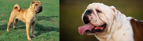 Chinese Shar Pei vs English Bulldog - Breed Comparison