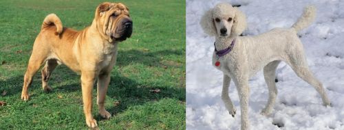 Chinese Shar Pei vs Poodle - Breed Comparison