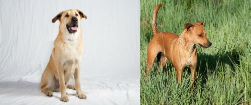Chinook vs Africanis - Breed Comparison