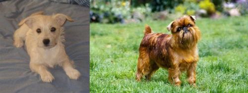Chipoo vs Brussels Griffon - Breed Comparison