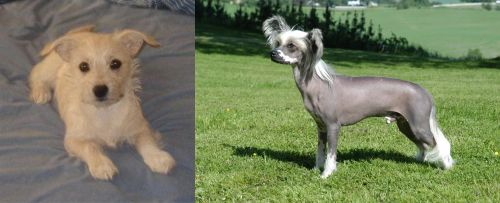 Chipoo vs Chinese Crested Dog - Breed Comparison