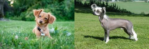 Chiweenie vs Chinese Crested Dog