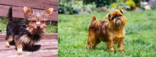 Chorkie vs Brussels Griffon - Breed Comparison