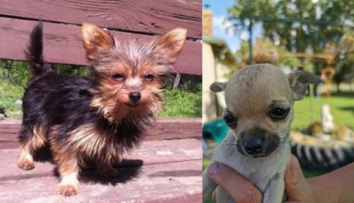 Chorkie vs Chihuahua - Breed Comparison