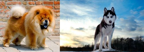 Chow Chow vs Alaskan Husky - Breed Comparison