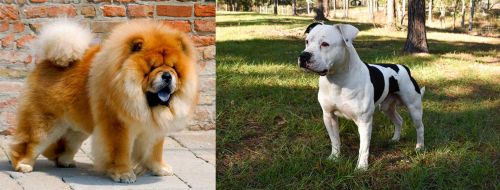 Chow Chow vs American Bulldog - Breed Comparison