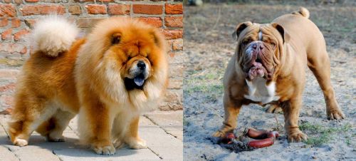 Chow Chow vs Australian Bulldog - Breed Comparison