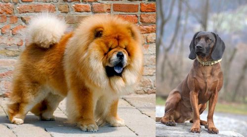 Chow Chow vs Bavarian Mountain Hound - Breed Comparison