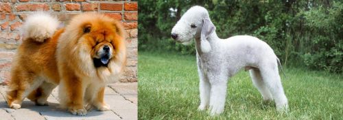 Chow Chow vs Bedlington Terrier - Breed Comparison