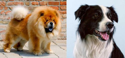Chow Chow vs Border Collie - Breed Comparison