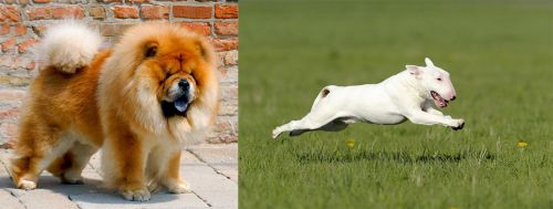 Chow Chow vs Bull Terrier - Breed Comparison