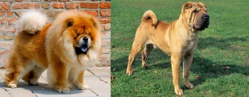 Chow Chow vs Chinese Shar Pei - Breed Comparison