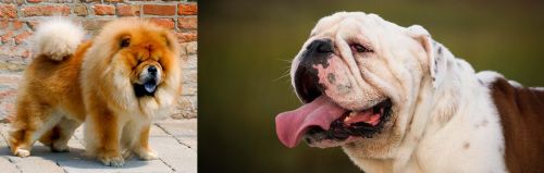 Chow Chow vs English Bulldog - Breed Comparison