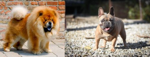 Chow Chow vs French Bulldog - Breed Comparison