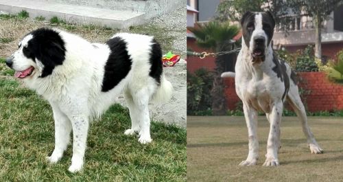 Ciobanesc de Bucovina vs Alangu Mastiff - Breed Comparison