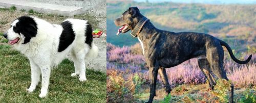 Ciobanesc de Bucovina vs Alaunt - Breed Comparison