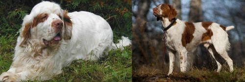 Clumber Spaniel vs Brittany - Breed Comparison