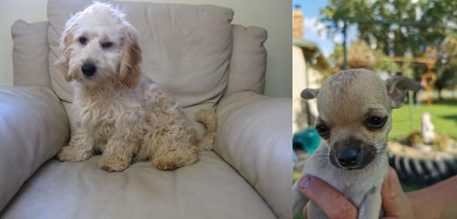 Cockachon vs Chihuahua - Breed Comparison