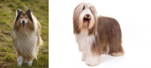 Collie vs Bearded Collie - Breed Comparison