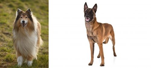 Collie vs Belgian Shepherd Dog (Malinois) - Breed Comparison