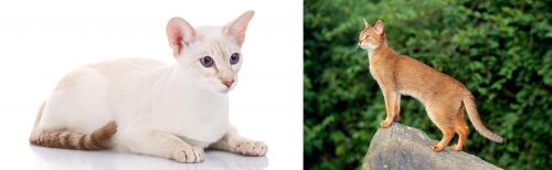 Colorpoint Shorthair vs Abyssinian - Breed Comparison