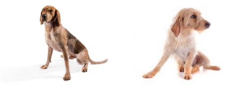 Coonhound vs Basset Fauve de Bretagne