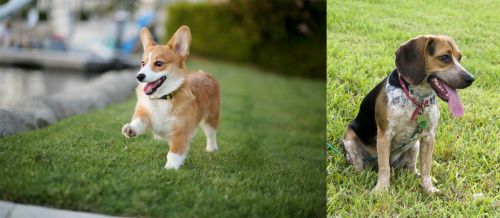 Corgi vs Bluetick Beagle