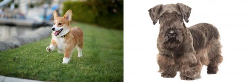 Corgi vs Cesky Terrier