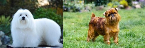 Coton De Tulear vs Belgian Griffon - Breed Comparison