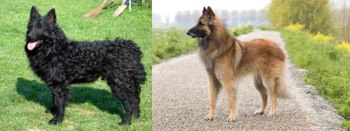 Croatian Sheepdog vs Belgian Shepherd Dog (Tervuren) - Breed Comparison
