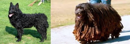 Croatian Sheepdog vs Bergamasco - Breed Comparison
