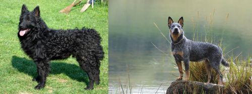 Croatian Sheepdog vs Blue Healer - Breed Comparison