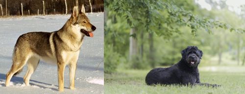 Czechoslovakian Wolfdog vs Bouvier des Flandres - Breed Comparison