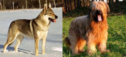 Czechoslovakian Wolfdog vs Briard