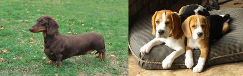 Dachshund vs Beagle - Breed Comparison