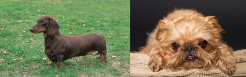 Dachshund vs Brug - Breed Comparison