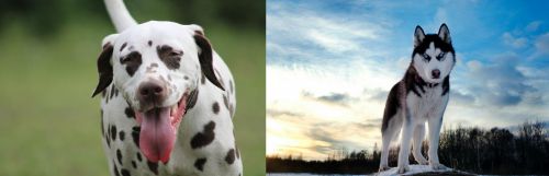 Dalmatian vs Alaskan Husky - Breed Comparison