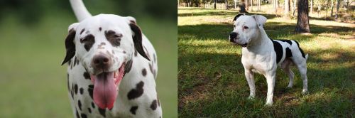 Dalmatian vs American Bulldog - Breed Comparison