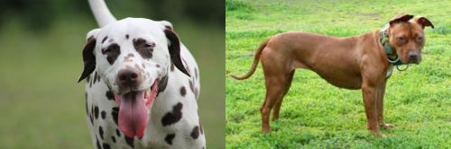Dalmatian vs American Pit Bull Terrier - Breed Comparison