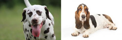 Dalmatian vs Basset Hound - Breed Comparison