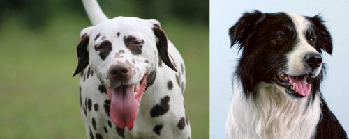 Dalmatian vs Border Collie - Breed Comparison